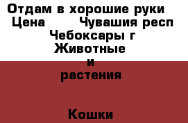 Отдам в хорошие руки. › Цена ­ 1 - Чувашия респ., Чебоксары г. Животные и растения » Кошки   . Чувашия респ.,Чебоксары г.